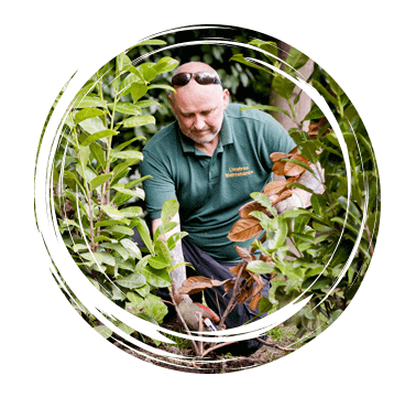 Limetree-Ground-Maintenance-Surrey-Pruning